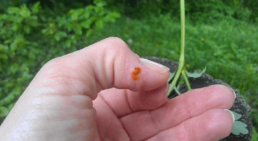 Celandīns pret papilomu